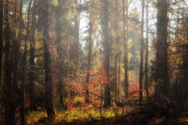Puslu, renkli sonbahar orman