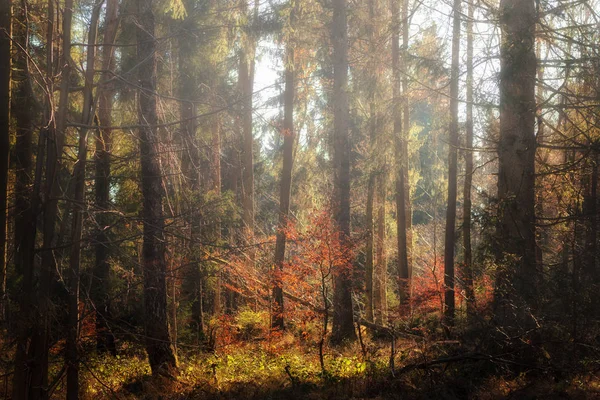 Floresta de outono enevoada e colorida — Fotografia de Stock