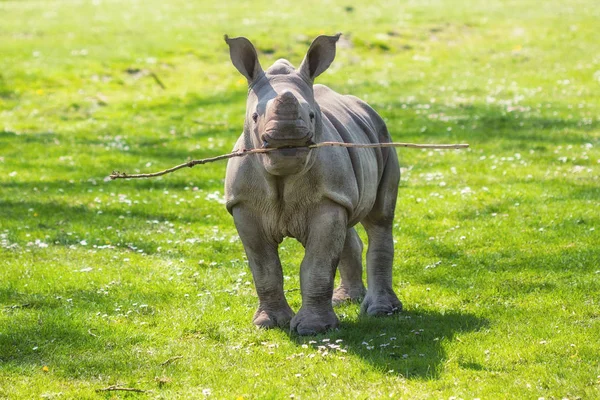 Lustiges Breitmaulnashorn (ceratotherium simum) Kalb beim Spielen holen — Stockfoto