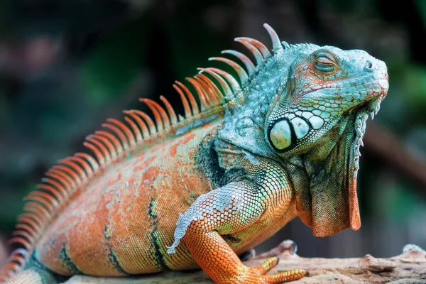 Dragão adormecido - iguana verde — Fotografia de Stock