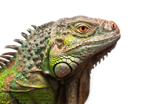 Iguana verde isolado em branco — Fotografia de Stock