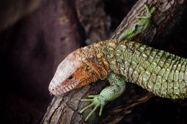 Kuzey caiman kertenkele (dracaena guianensis)
