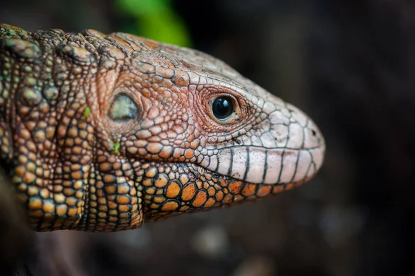 Portrait of a Northern caiman lizard (Dracaena guianensis) — Stock Photo, Image