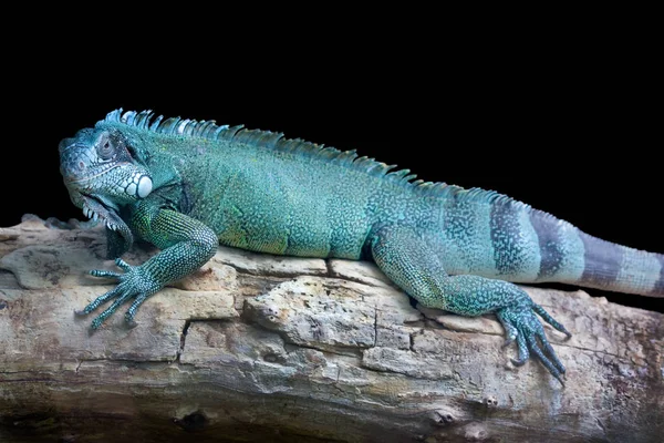 Blue dragon - Green iguana isolated on black — Stock Photo, Image