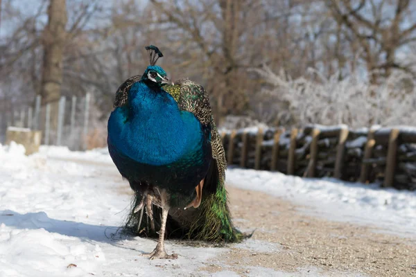 Mannelijke peacock staande in een besneeuwde wintertuin. — Stockfoto