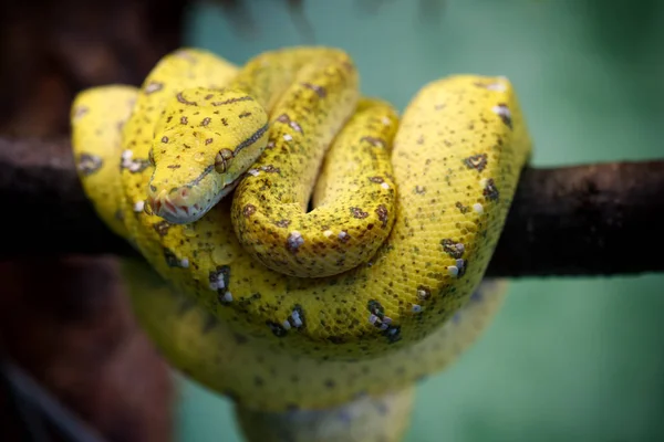 Genç sarı renkli yeşil ağaç python (Morelia viridis)