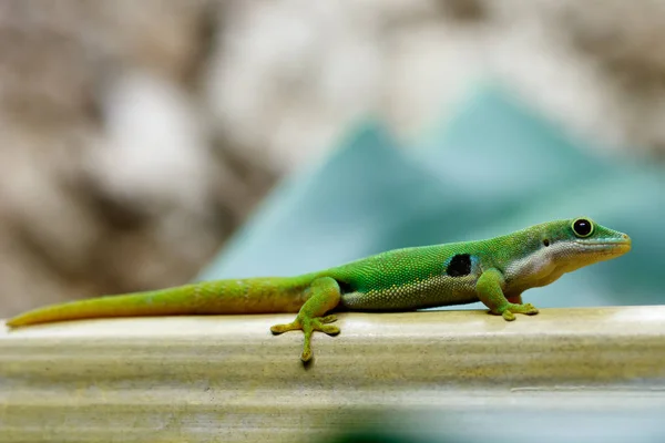 Tavus kuşu gün gecko (Phelsuma quadriocellata) — Stok fotoğraf