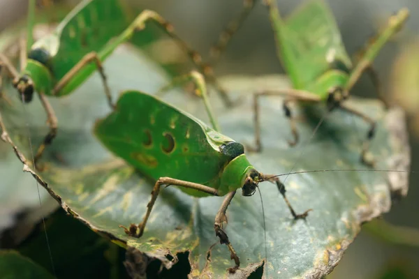 Malaysian leaf grasshopper (Ancylecha fenestrata) — Stock Photo, Image