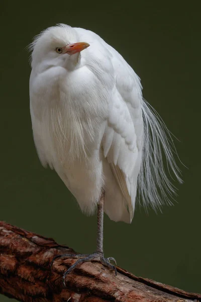 Retrato de garza bovina (Bubulcus ibis) — Foto de Stock