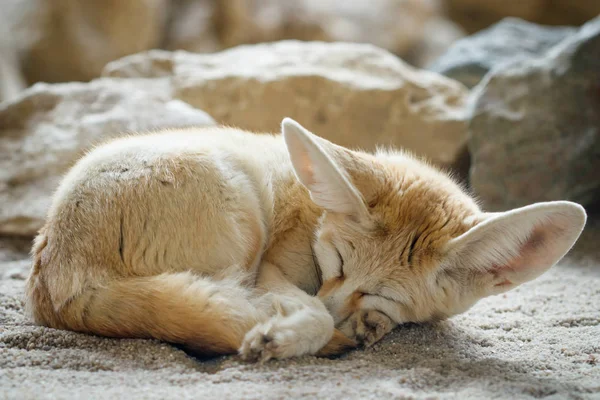 Fennek (Vulpes zerda) Stockfoto