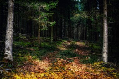 Karanlık Orman Baden-Württemberg, Almanya