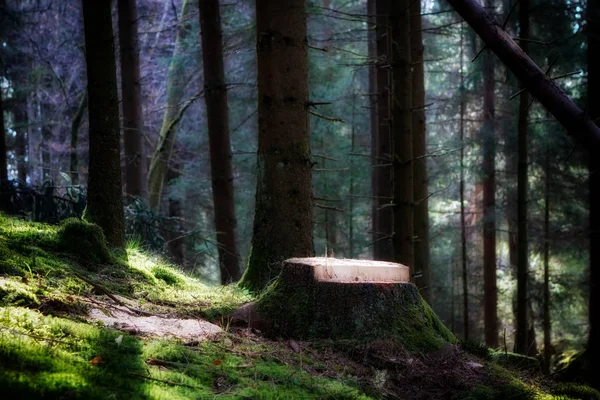 Floresta na luz do sol da manhã — Fotografia de Stock