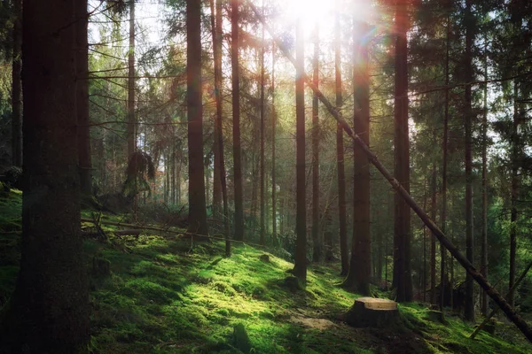 Floresta na luz do sol da manhã — Fotografia de Stock