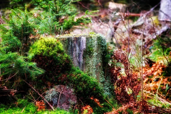 Moosiger Baumstumpf im Wald — Stockfoto