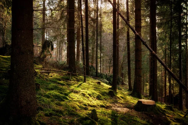 Floresta na luz do sol da manhã — Fotografia de Stock