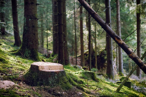 Floresta na luz do sol da manhã Fotos De Bancos De Imagens Sem Royalties