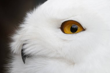 Kar baykuşu (Bubo scandiacus) portre