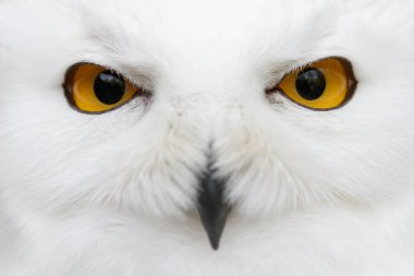 Kötü gözleri kar - kar baykuşu (Bubo scandiacus) yakın çekim por