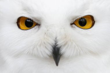 Evil eyes of the snow - Snowy owl (Bubo scandiacus) close-up por clipart
