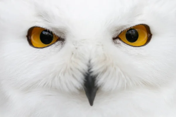 Evil eyes of the snow - Snowy owl (Bubo scandiacus) close-up por — Stock Photo, Image