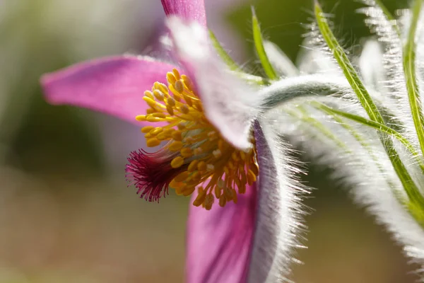 Рожева квітка Pasque (Pulsatilla, Anemone) у sunlight весни — стокове фото