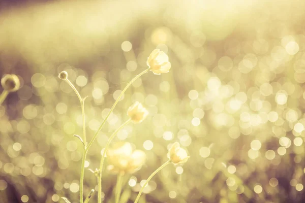 Campo Grama Verão Com Flores Conceito Fundo Abstrato Dourado Foco — Fotografia de Stock