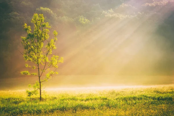 Campo estivo erba e albero alla luce del sole, concetto di fondo natura dorata, raggi del sole, toni caldi, un sacco di spazio copia — Foto Stock