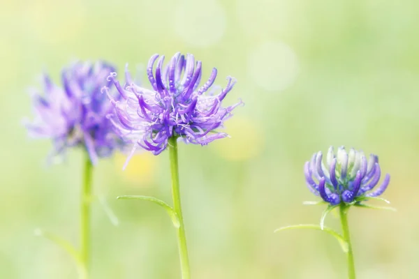 Close Purple Wildflowers Blurred Green Natural Background Bright Pastel Colors — Stock Photo, Image