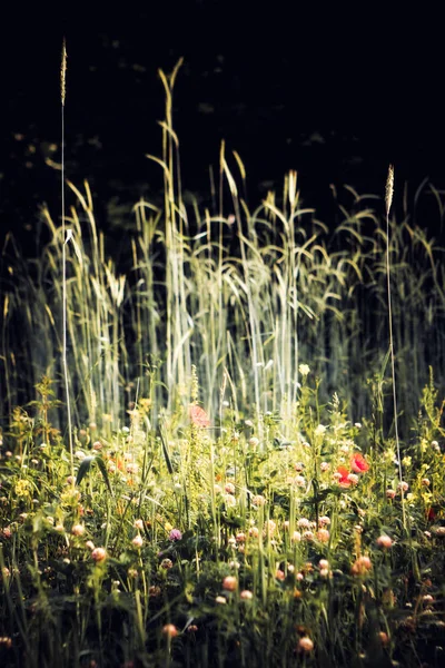 Pradera de verano, campo de hierba con flores de colores, concepto de fondo de la naturaleza, enfoque suave, tonos oscuros cálidos . — Foto de Stock