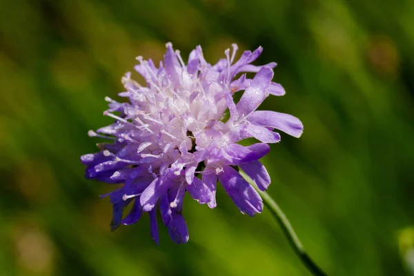 Macro foto in primo piano di un fiore Scabious con gocce d'acqua — Foto Stock