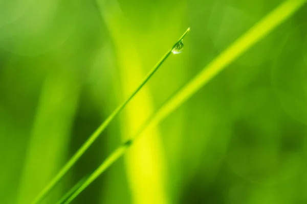 Close-up macro foto de uma gota de chuva na grama verde fresca — Fotografia de Stock