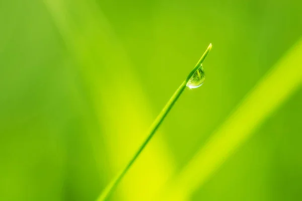 Close-up macro foto de uma gota de chuva na grama verde fresca — Fotografia de Stock