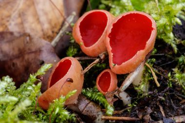 Bahar orman yosunlu yere yakın çekim makro fotoğraf kırmızı Scarlet elfcup (Sarcoscypha austriaca), mantar