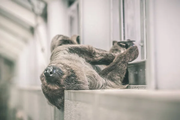 Pereza durmiendo en la pared interior de un edificio —  Fotos de Stock