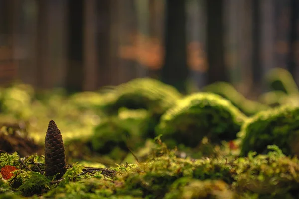 Cône de pin sur le sol mousseux dans une forêt ensoleillée - arrière-plan, concept d'illustration — Photo