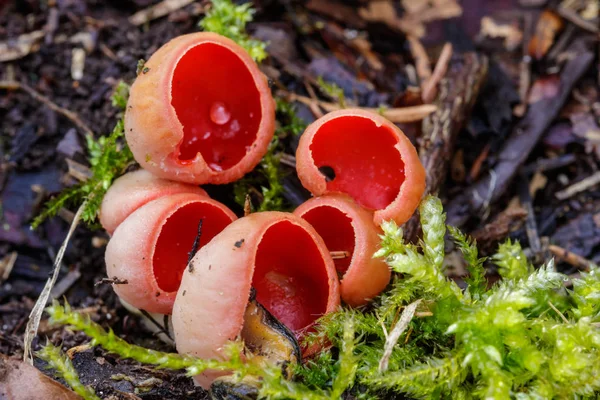Nahaufnahme Makroaufnahme von roten Scharlachroten (sarcoscypha austriaca) Pilzen auf dem bemoosten Boden im Frühlingswald — Stockfoto