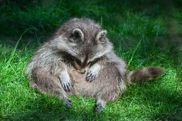 Divertido mapache perezoso (Procyon lotor) sentado y relajante en la hierba Fotos de stock libres de derechos