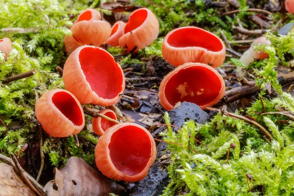 Крупным планом макрофото красных грибов Scarlet elfcup (Sarcoscypha austriaca) на мшистой земле в весеннем лесу Лицензионные Стоковые Изображения