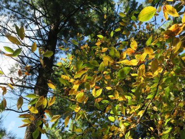 Değiştirmek için başlangıç ağaçları ile sonbaharda aç Rock State Park