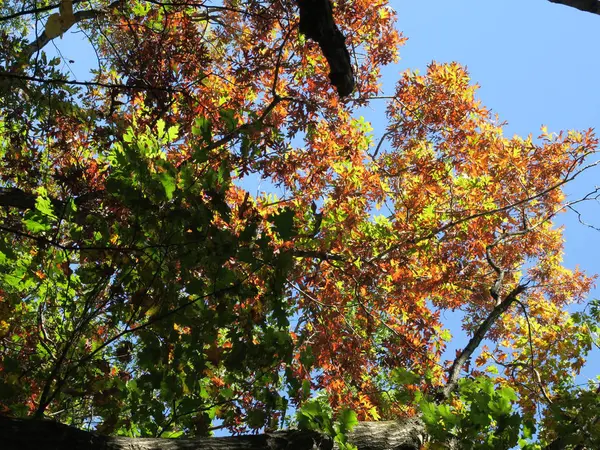 饥饿的岩石州立公园在秋天与树木开始改变 — 图库照片
