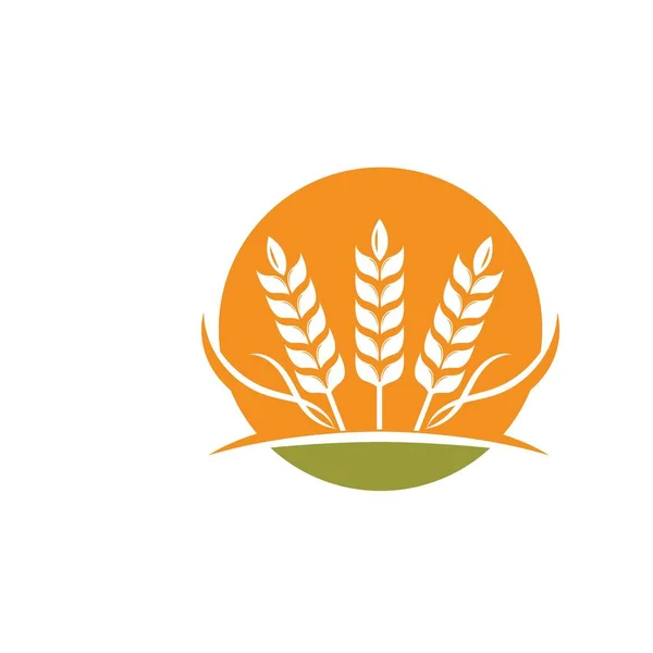 Agriculture wheat   vector icon illustration design — Stock Vector