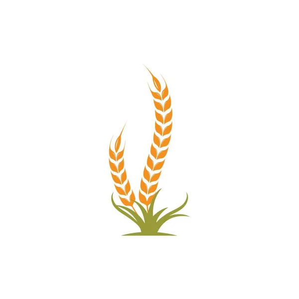 Landwirtschaft Weizen Vektor Symbol Illustration Design Vorlage — Stockvektor