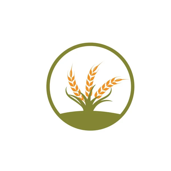 Landwirtschaft Weizen Vektor Symbol Illustration Design Vorlage — Stockvektor