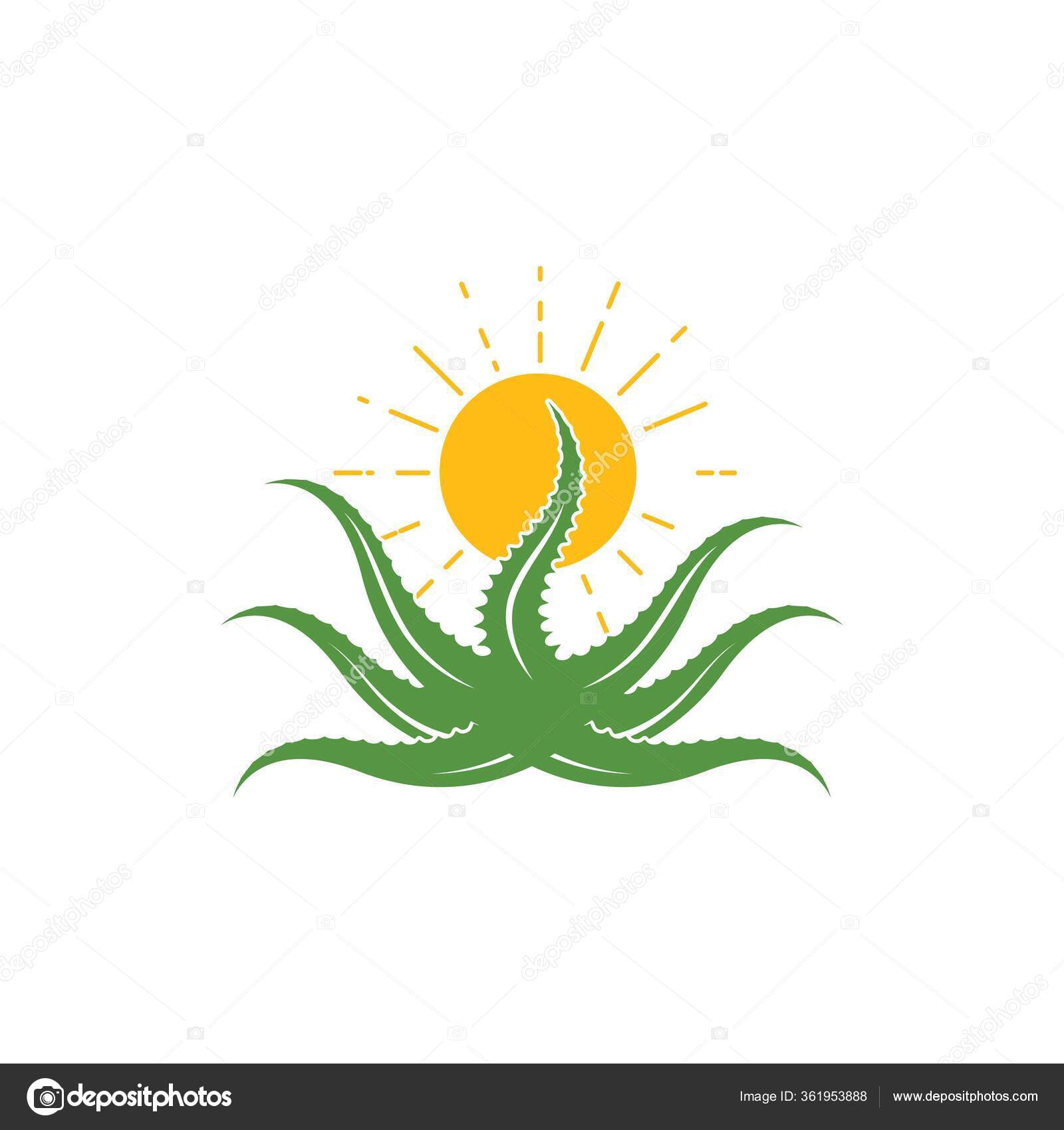 Aloe vera logotipo planta verde projeto de saúde ilustração vetorial  símbolo