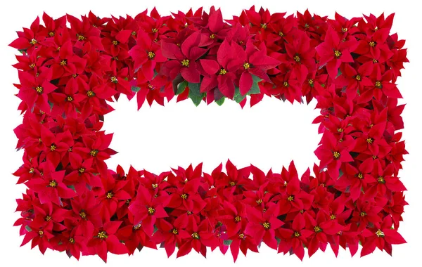 Background Made Christmas Red Potted Flowers — Stock Photo, Image