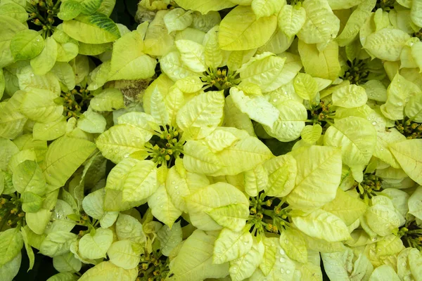 Flores Rojas Maceta Navidad Color Claro Reúnen Brillantes Frescas — Foto de Stock