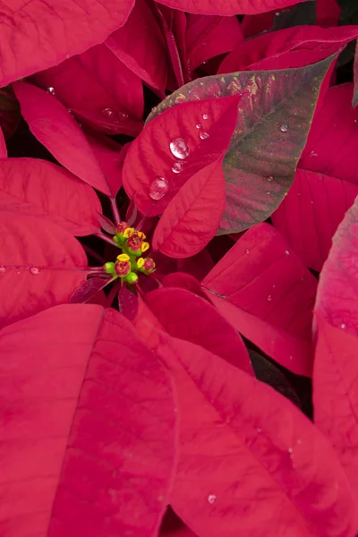 Nagy Piros Karácsony Piros Cserepes Virágok Gyűlnek Össze Fényes Boldog — Stock Fotó