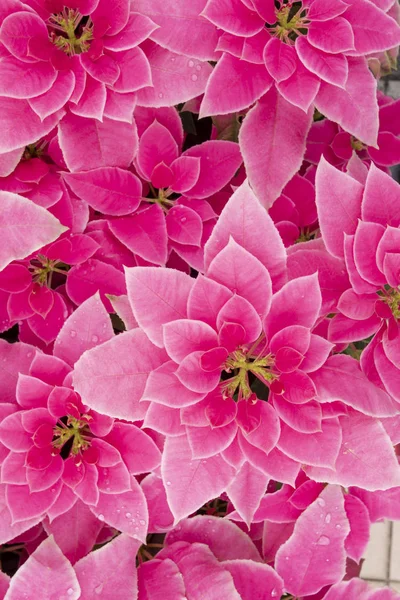 Vermelho Natal Vermelho Vasos Flores Reúnem Brilhante Feliz — Fotografia de Stock