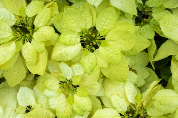 Flores Vermelhas Envasadas Natal Cor Clara Reúnem Brilhantes Frescas — Fotografia de Stock