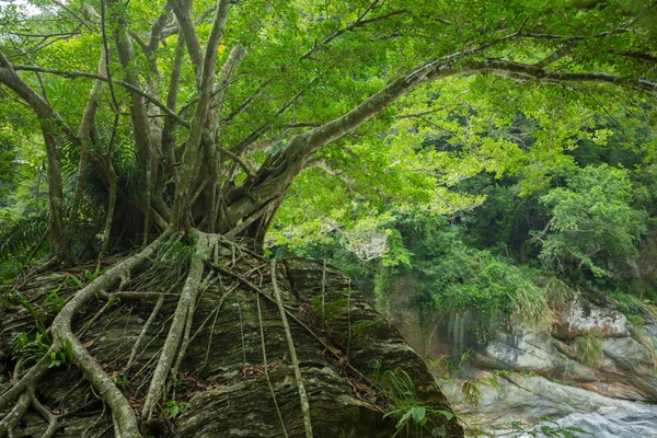 Hualien Taiwan Taroko Scenic Area Grandes Árvores Pedregulhos Shakaxi Stream — Fotografia de Stock